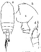 Espce Gaetanus armiger - Planche 13 de figures morphologiques