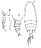 Espce Gaetanus minor - Planche 17 de figures morphologiques