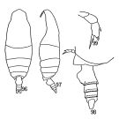 Espce Falsilandrumius bogorovi - Planche 1 de figures morphologiques