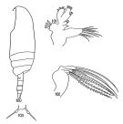 Espce Scolecithricella grata - Planche 1 de figures morphologiques