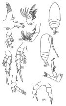Espce Scolecithricella maritima - Planche 1 de figures morphologiques