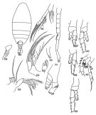 Species Disco inflatus - Plate 1 of morphological figures