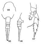 Espce Lucicutia major - Planche 1 de figures morphologiques