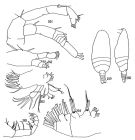 Espce Pontoptilus lacertosus - Planche 1 de figures morphologiques