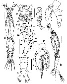 Espce Cymbasoma specchii - Planche 1 de figures morphologiques
