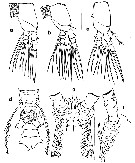Espce Monstrilla ghirardelli - Planche 2 de figures morphologiques