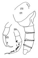 Espce Temorites elongata - Planche 3 de figures morphologiques