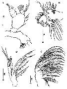 Espce Calanopia tulina - Planche 2 de figures morphologiques