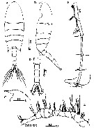 Espce Calanopia tulina - Planche 5 de figures morphologiques