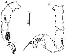 Espce Calanopia tulina - Planche 6 de figures morphologiques