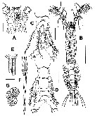 Espce Monstrillopsis planifrons - Planche 1 de figures morphologiques