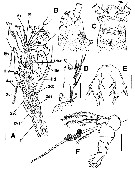 Espce Monstrillopsis planifrons - Planche 2 de figures morphologiques
