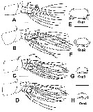 Species Monstrillopsis planifrons - Plate 3 of morphological figures