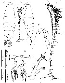 Espce Labidocera churaumi - Planche 1 de figures morphologiques