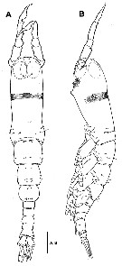 Espce Monstrillopsis longilobata - Planche 1 de figures morphologiques