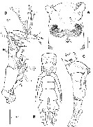 Espce Monstrillopsis longilobata - Planche 2 de figures morphologiques