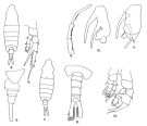 Espce Centropages elongatus - Planche 1 de figures morphologiques