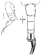 Espce Pseudodiaptomus malayalus - Planche 2 de figures morphologiques