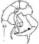 Espce Pseudodiaptomus malayalus - Planche 7 de figures morphologiques