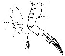 Espce Pseudodiaptomus binghami - Planche 10 de figures morphologiques