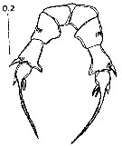 Espce Pseudodiaptomus binghami - Planche 11 de figures morphologiques