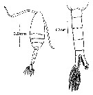 Espce Pseudodiaptomus binghami - Planche 12 de figures morphologiques