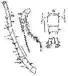Espce Acartia (Odontacartia) spinicauda - Planche 7 de figures morphologiques