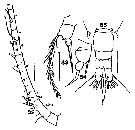 Espce Acartia (Odontacartia) spinicauda - Planche 8 de figures morphologiques