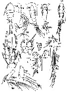 Espce Oithona brevicornis - Planche 31 de figures morphologiques