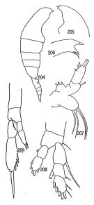 Espce Euaugaptilus quaesitus - Planche 1 de figures morphologiques