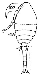 Espce Oithona brevicornis - Planche 33 de figures morphologiques