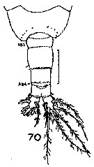 Espce Acartia (Acanthacartia) tropica - Planche 6 de figures morphologiques