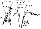 Espce Acartia (Acanthacartia) plumosa - Planche 8 de figures morphologiques