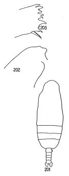 Espce Euaugaptilus nodifrons - Planche 6 de figures morphologiques