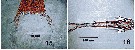 Espce Lubbockia squillimana - Planche 9 de figures morphologiques