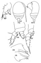 Espce Pseudhaloptilus abbreviatus - Planche 2 de figures morphologiques