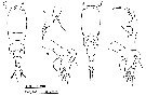 Espce Corycaeus (Ditrichocorycaeus) affinis - Planche 8 de figures morphologiques