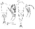 Espce Farranula carinata - Planche 17 de figures morphologiques