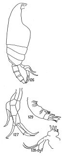 Espce Bradfordiella fowleri - Planche 1 de figures morphologiques