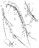 Espce Pseudeuchaeta vulgaris - Planche 3 de figures morphologiques
