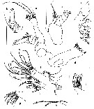 Espce Pseudeuchaeta vulgaris - Planche 4 de figures morphologiques
