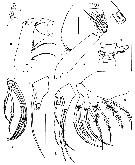 Espce Pseudeuchaeta vulgaris - Planche 5 de figures morphologiques