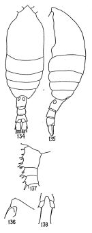 Espce Metridia effusa - Planche 2 de figures morphologiques