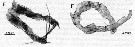Espce Gaussia intermedia - Planche 8 de figures morphologiques
