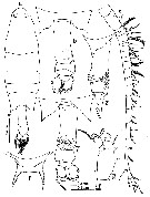 Espce Labidocera kaimanaensis - Planche 1 de figures morphologiques