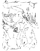 Espce Labidocera kaimanaensis - Planche 2 de figures morphologiques