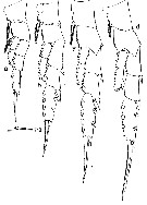 Espce Labidocera kaimanaensis - Planche 3 de figures morphologiques
