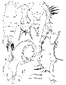 Espce Labidocera kaimanaensis - Planche 5 de figures morphologiques