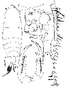 Espce Pontella papuaensis - Planche 1 de figures morphologiques