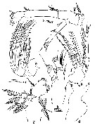 Espce Pontella papuaensis - Planche 2 de figures morphologiques